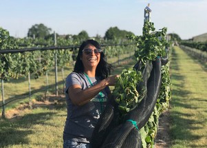 Enchantment Vineyards volunteer smiling while harvesting Chardonnay grapes in Portales, New Mexico