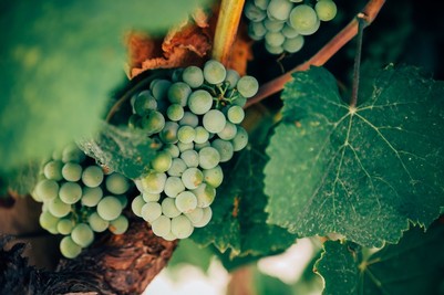 Chardonnay grapes on a vine